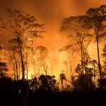 No Dia da Amazônia, bioma vive seca e incêndios recordes